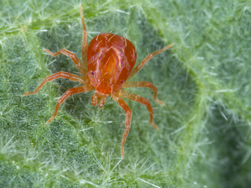 Effectief plagen bestrijden met roofmijten