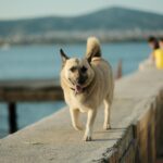 Hoe rijk is Irene Schouten? Een kijkje in haar succes en vermogen