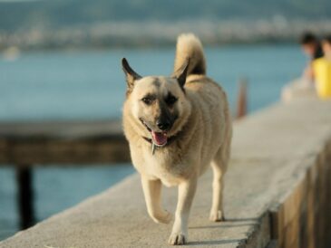 Kangal hond: waakhond met een sterk karakter en een zacht hart
