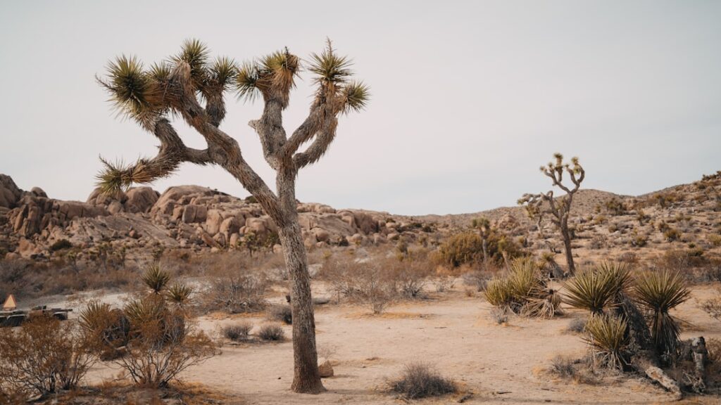 Wat betekent een onbekende oproep van +31 50 808 01 16?