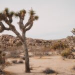 Onverwachte oproepen uit Groningen: wat je moet weten over +31 50 808 01 56