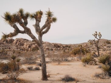 Wat betekent een onbekende oproep van +31 50 808 01 16?