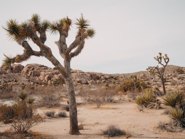 Wat betekent een onbekende oproep van +31 50 808 01 16?