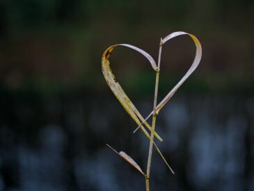 Het liefdesleven van Bas Westerweel: van bekende relaties tot nu
