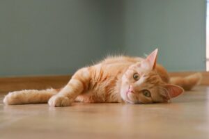Waarom zoveel mensen kiezen voor vloerverwarming